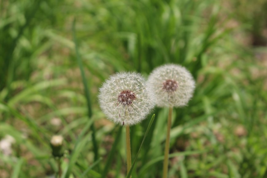 草地蒲公英植物壁纸