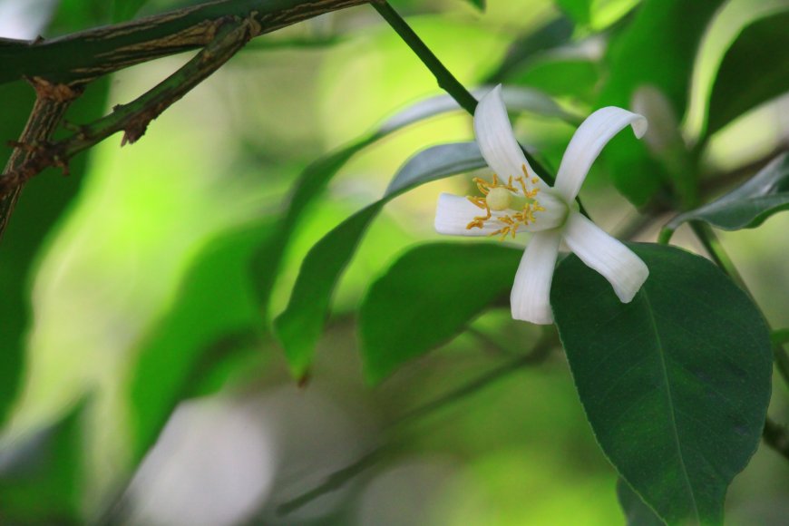 白色小花 花卉 花瓣壁纸