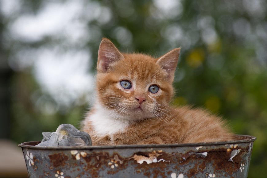 铁盆中的猫咪壁纸
