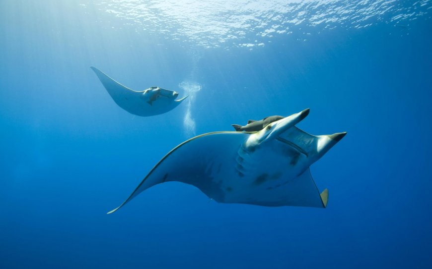 海洋生物 蝠鲼壁纸