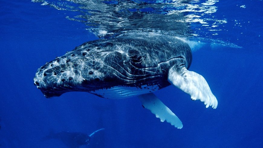 海底蓝鲸鲸鱼壁纸