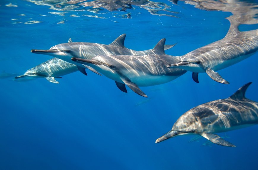 海洋动物海豚壁纸