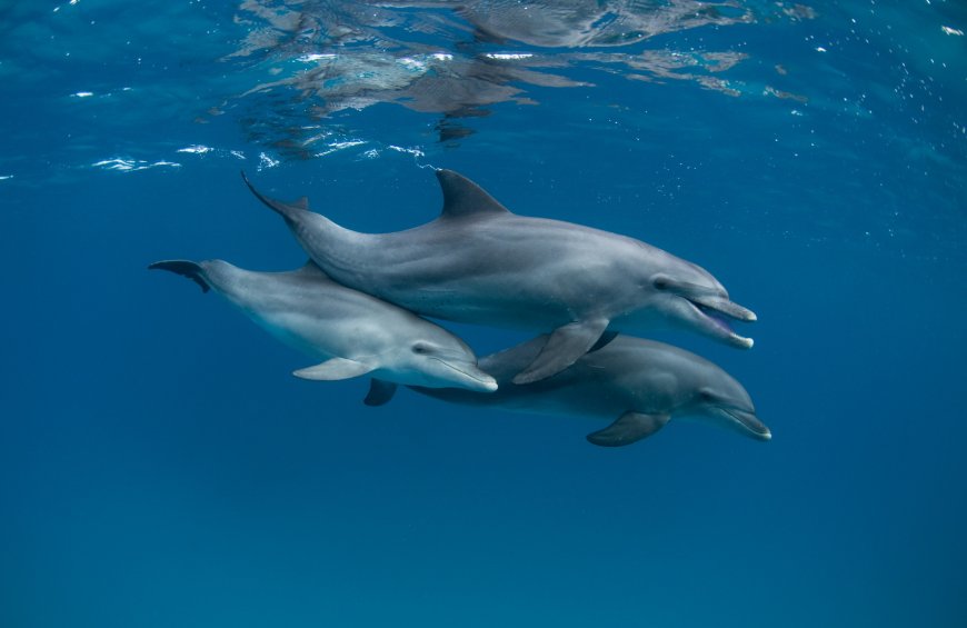 海豚 海洋动物壁纸