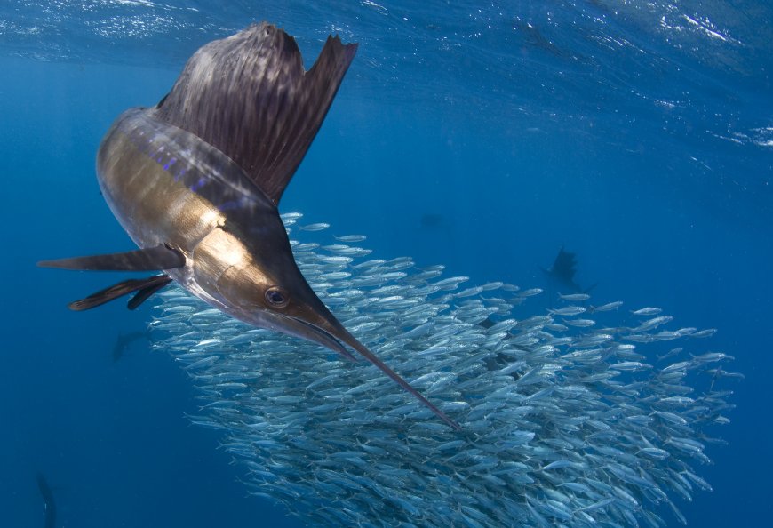 海底动物旗鱼捕食壁纸