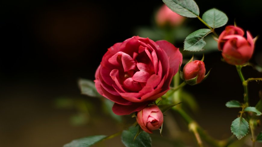 红色玫瑰 月季花卉壁纸