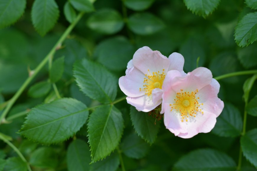 粉红蔷薇鲜花壁纸