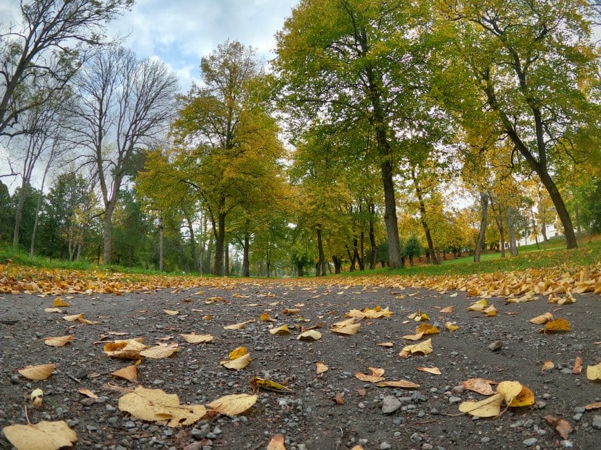 公园道路落叶壁纸