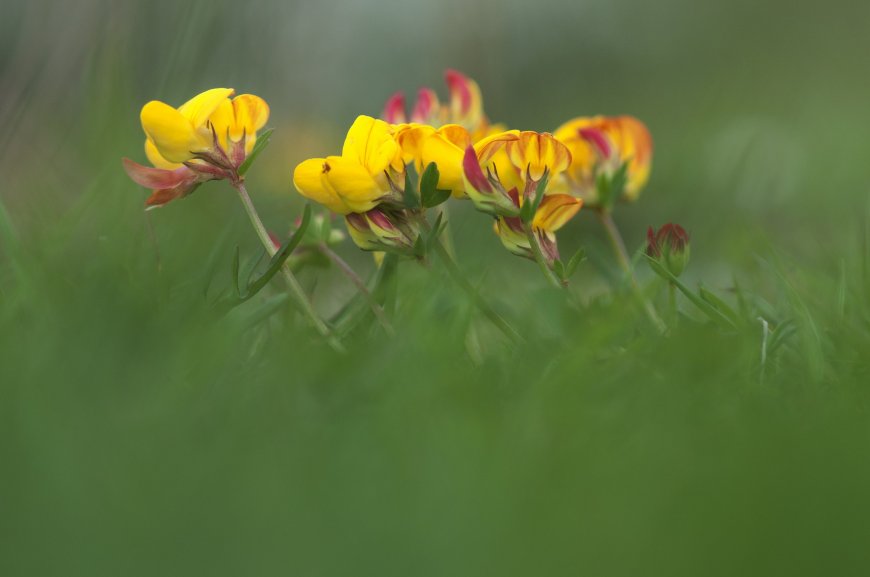 黄色鲜花 绿色背景图片壁纸