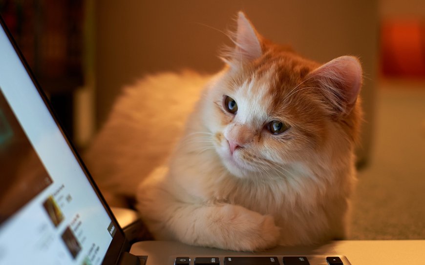 看电脑的猫咪壁纸