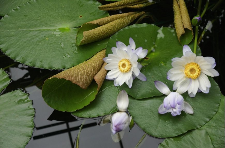 莲花 水中莲叶植物壁纸