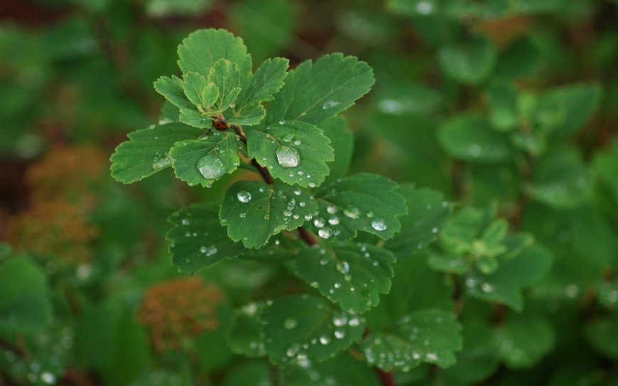 绿色植物 水滴壁纸