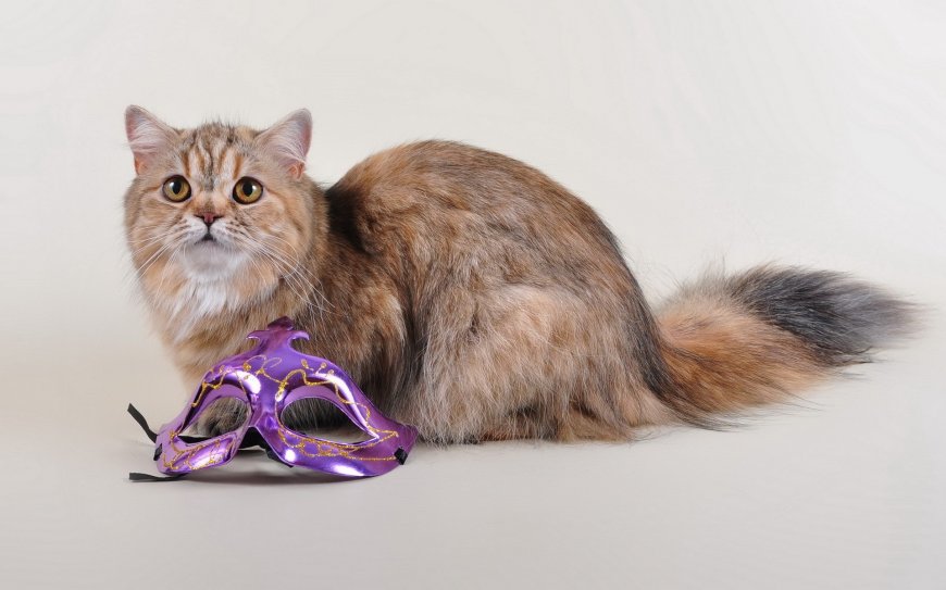 面具 猫咪特写壁纸