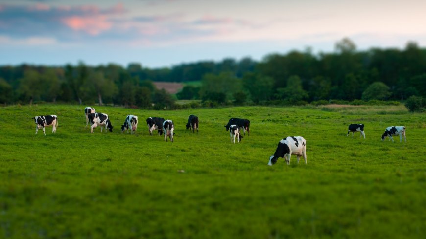 牧场 奶牛动物壁纸