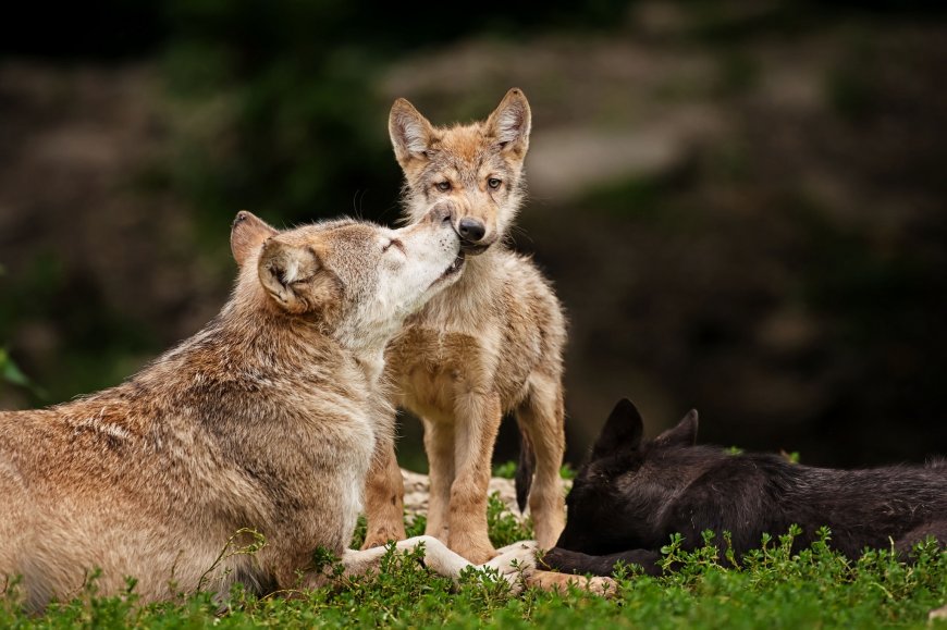 狼 狼崽动物桌面壁纸