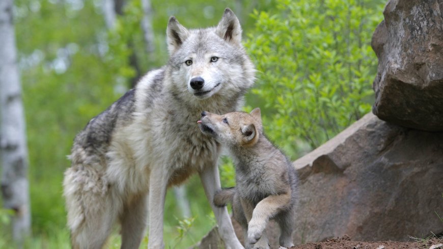 母狼 狼崽壁纸图片