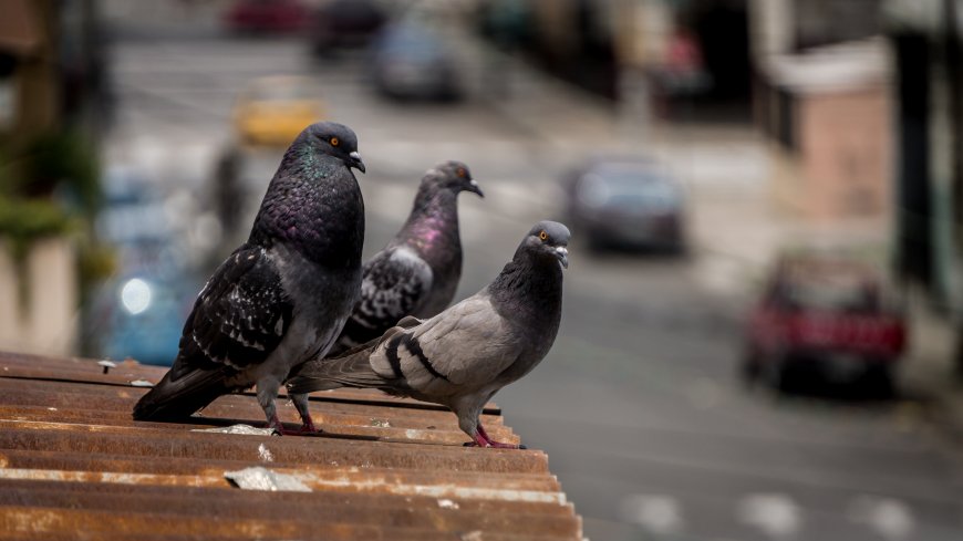 城市灰鸽动物壁纸