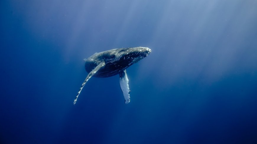深海猛兽蓝鲸壁纸
