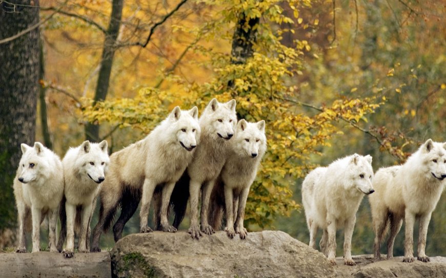 森林狼群动物图片壁纸