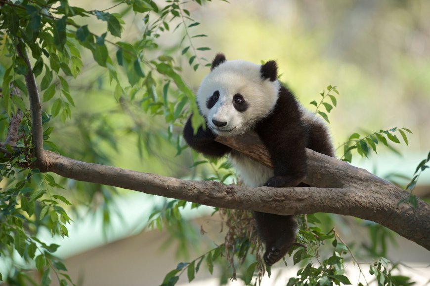 树干上的可爱大熊猫壁纸
