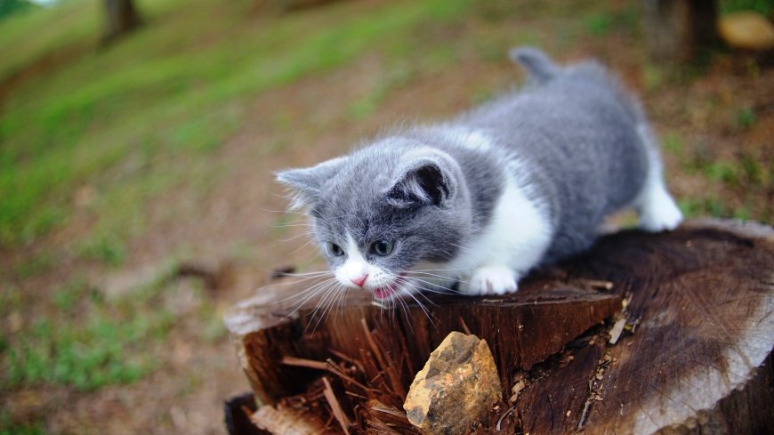 树桩上的小灰猫壁纸