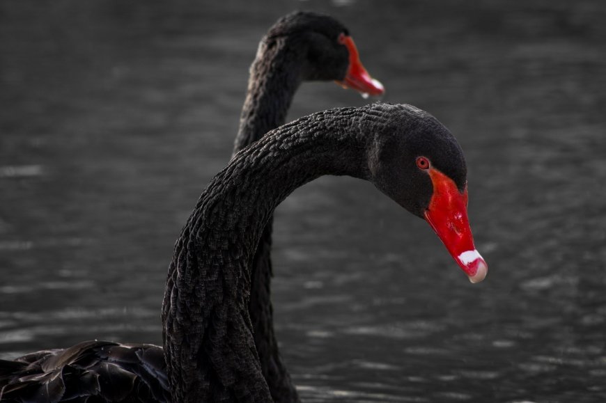 水中黑天鹅壁纸