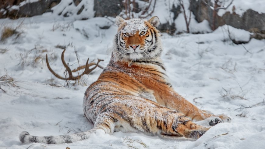 躺在雪地里的老虎壁纸