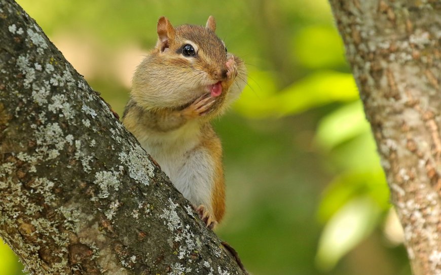 吐舌头的小松鼠壁纸