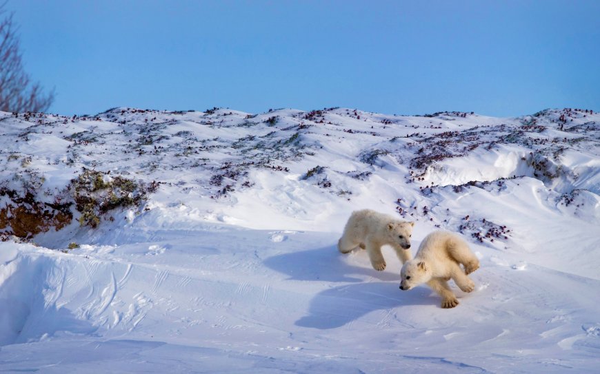 雪地玩耍的两只小北极熊壁纸