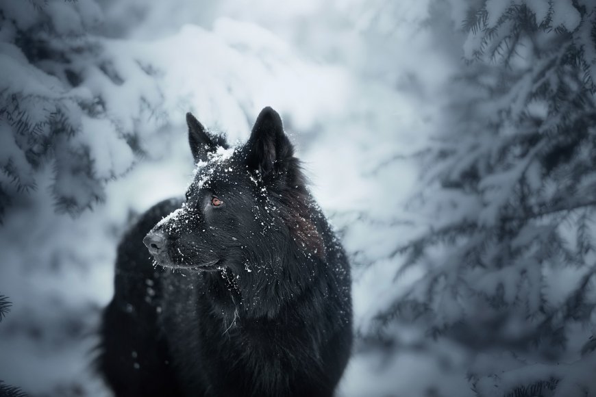 雪地中的大黑狗壁纸