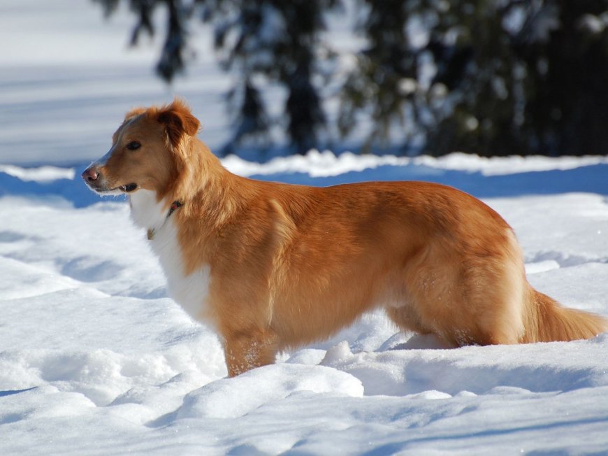 雪地里的狗狗壁纸