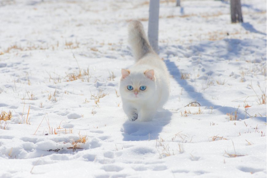 雪地中的白猫壁纸