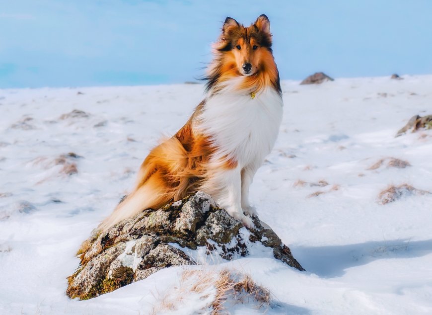 雪地里的牧羊犬壁纸