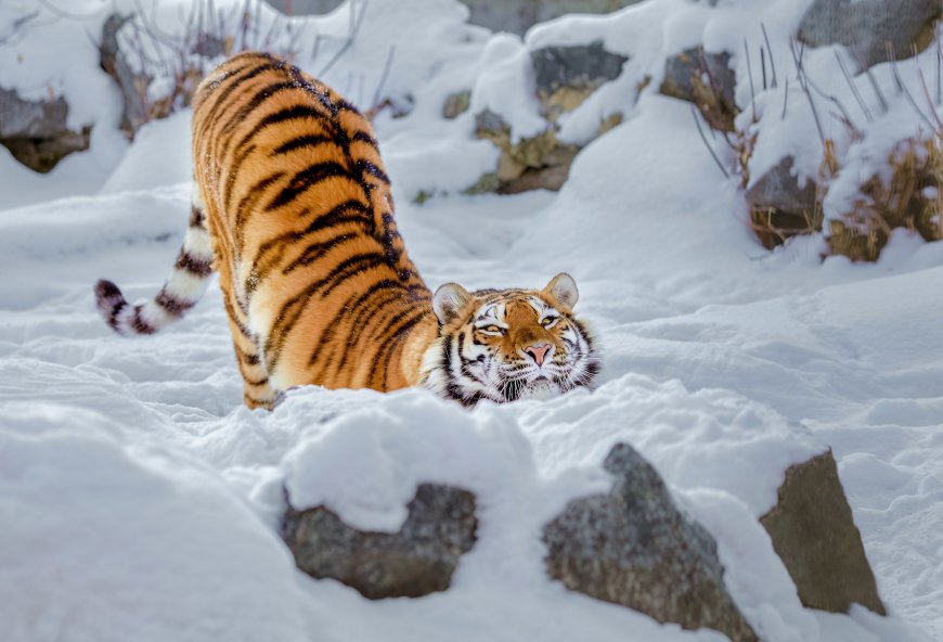 雪地中的老虎壁纸