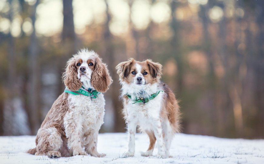雪地中的两只可爱小狗壁纸