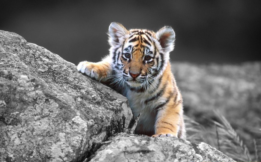 老虎的照片唯美图片