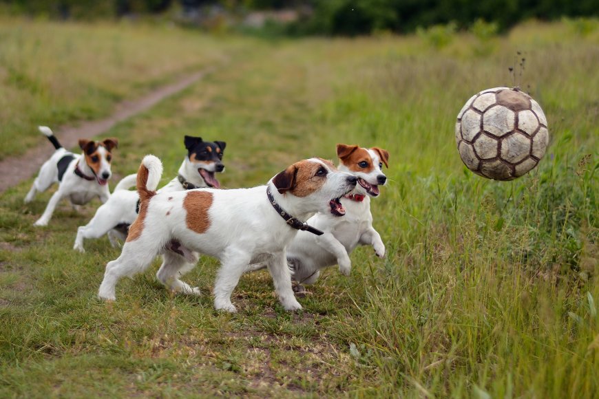 一群玩球的狗狗壁纸