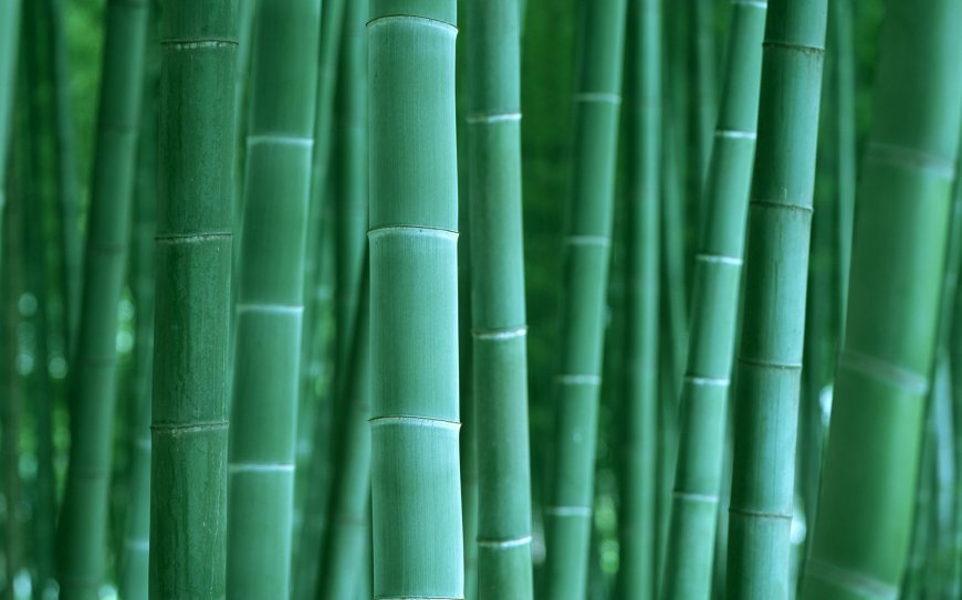 竹林 竹子背景壁纸