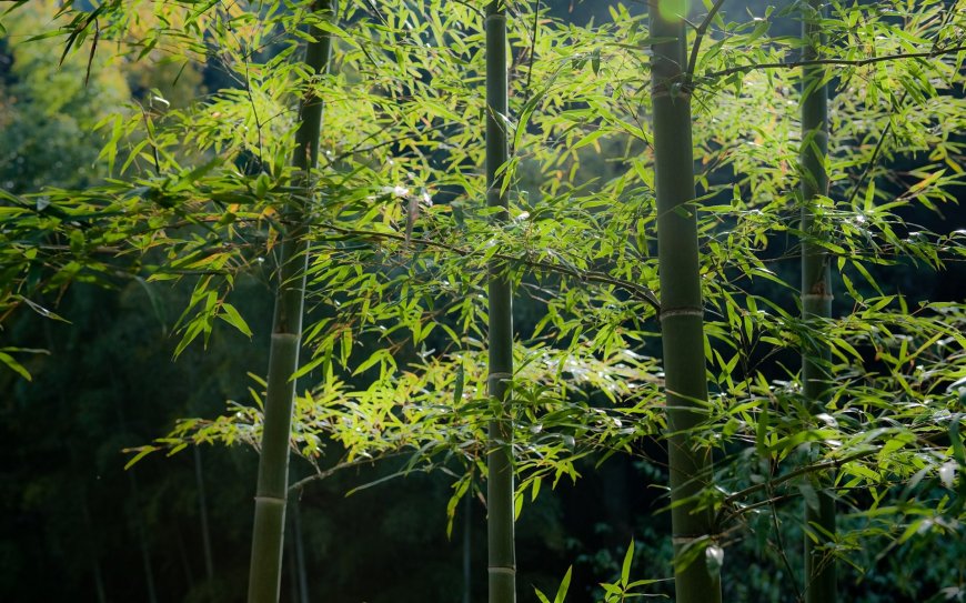 竹子 竹节植物图片壁纸