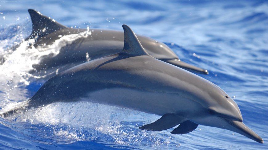 海洋动物 两只海豚壁纸