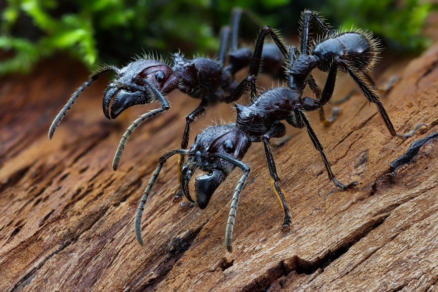 蚂蚁 子弹蚁 昆虫壁纸