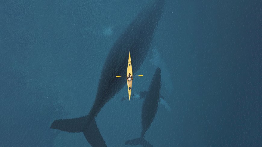 大海 小船 鲸鱼壁纸