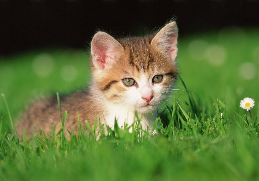 草地可爱小猫比壁纸