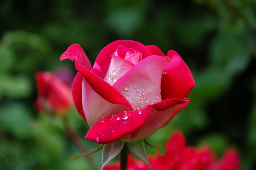 被雨水打湿的红色玫瑰摄影壁纸