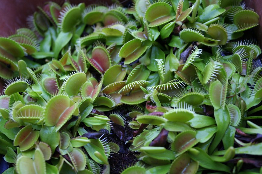 植物捕蝇草特写壁纸