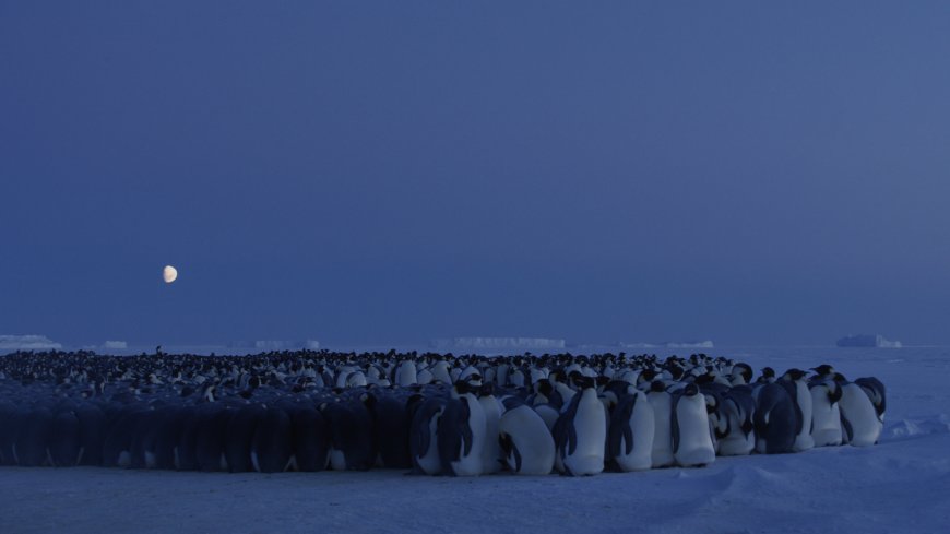 王朝 剧照 企鹅 南极洲 雪月壁纸