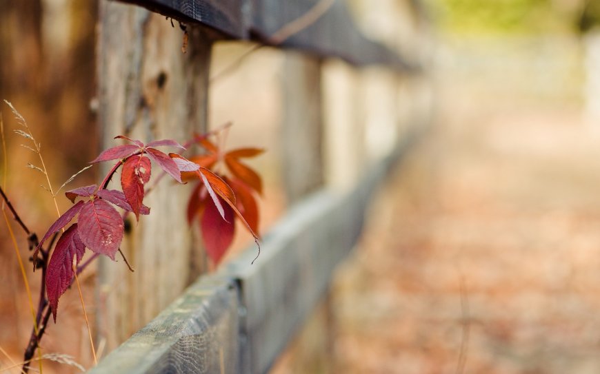 围栏 秋日落叶 红叶风景壁纸