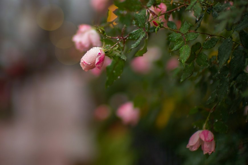 唯美 粉色月季花 鲜花壁纸