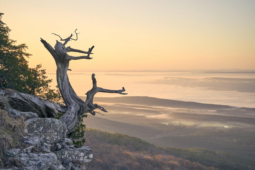 模糊-自然日落-美国-阿肯色州-树桩-森林-薄雾风景壁纸