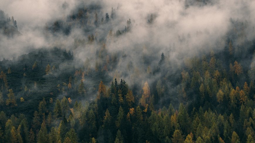 森林-自然-薄雾-树木-风景壁纸