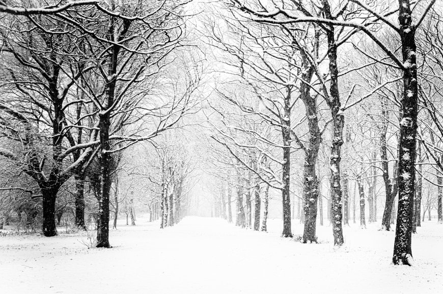 冬季-雪-森林-景观-自然-树木-松树-薄雾-摄影壁纸